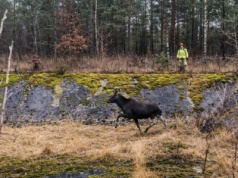 Łoś wpadł do zbiornika wytwórni chemicznej