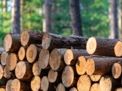Palenie tym drewnem może kosztować nawet 5 tys. zł. Przepisy są jednoznaczne