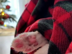 Boże Narodzenie z czworonogiem. Te błędy mogą zepsuć święta całej rodzinie