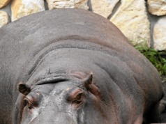 Polskie zoo przekazało złe wieści: odeszła królowa, oddała koronę