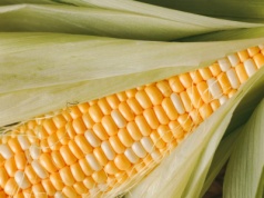 Eksport rolno-spożywczy wzrośnie do rekordowych ponad 58 mld euro w 2025