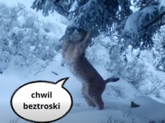 Życzenia od mieszkańców lasu. Ujmujący filmik Babiogórskiego Parku Narodowego