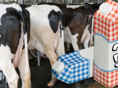 Dlaczego żywność drożeje? Rolnicy chcą ujawnić prawdę na etykietach