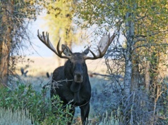 Spektakularne widowisko w polskim lesie. Chodzi o białego łosia
