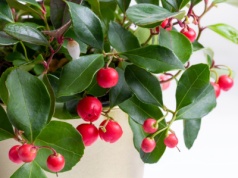 Golteria rozesłana. Jak uprawiać roślinę w domu i ogrodzie? Nie wyrzucaj jej po zimie!