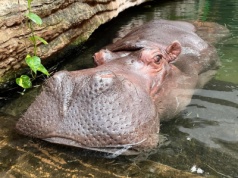 Smutne wieści z warszawskiego ZOO. Odeszła Pelagia. Najstarsza hipopotamka w Polsce miała 40 lat