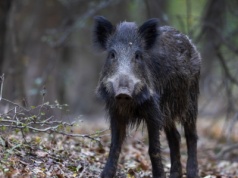 Martwe dziki w powiecie piotrkowskim. "Znaleziono 47 zwłok dzików"
