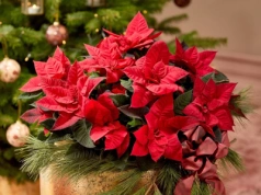 Postaw ją źle i zrzuci liście w 48 godzin. Ten błąd niszczy gwiazdę betlejemską po świętach