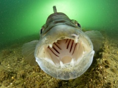 Ta ryba królowała na wigilijnym stole przed karpiem. Zwali ją sprośną