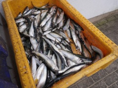 Polska śledziową potęgą! Kto na tym zarabia fortunę?