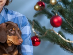 Psy bardzo się stresują, gdy słyszą świąteczne hity. Zwłaszcza ten