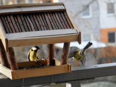 Sikorki przylatują i stukają w szybę? Robią to z jednego powodu