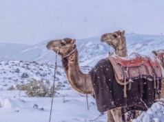 W Arabii Saudyjskiej spadł… śnieg!