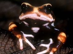 Niezwykłe ropuchy odkryte w Tanzanii. Nie składają jaj