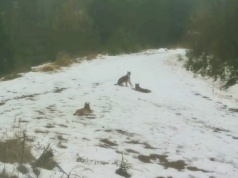Leśne rozrabiaki przyłapane na beztroskiej zabawie