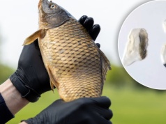 Sprzedaje "talizmany" z karpia. Wyjątkowo dziwne ogłoszenie