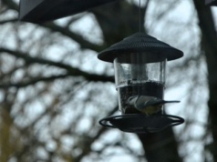 Dokarmianie ptaków – jak to robić, by nie zaszkodzić?