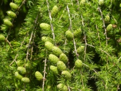 Ten polski unikat ma w sobie coś, co nas ratuje. Żaden tak nie robi