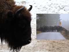 Scena jak z filmu. Przeprawa wielkiego stada żubrów