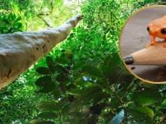 Znaleźli żabę tak małą, że mieści się na końcówce ołówka