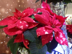 Gwiazda betlejemska nie tylko czerwona. Nowe odmiany zaskakują kolorem i kształtem