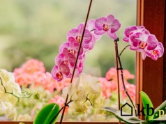 Sekret kwitnących storczyków: jeden błąd niszczy cały efekt!