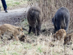 Kiedy wyrzucimy dziki z naszych miast? Czy najpierw musi dojść do nieszczęścia?