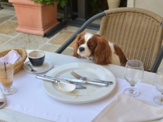 Najlepsze restauracje świata przyjazne psom. Polska zgarnęła dwa miejsca