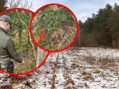 Zaskakujące odkrycie w trójmiejskich lasach. Leśnicy pokazali nagranie