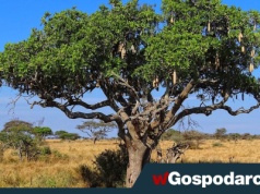 „Roślinna kiełbaska” wiecznie żywa?