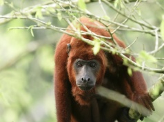 Nad naszymi głowami słychać krzyki, są wszędzie. Co się dzieje?