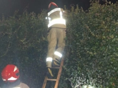 Wieszał lampki choinkowe, zawisł na żywopłocie