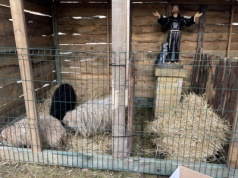 W Skarżysku-Kamiennej jak u świętego Franciszka