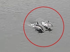 Niezwykli goście w Szczecinie. Rzadki widok uchwycony przez kamery