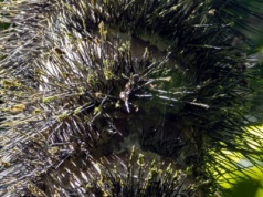 Śmiertelna roślina z hitowego serialu Apple TV. Czy naprawdę jest taka niebezpieczna?