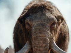 Niezwykła konstrukcja znaleziona w Ukrainie. Powstała dzięki mamutom