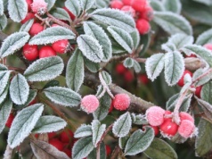 Najbliższej nocy na południu Polski duży mróz; w piątek marznące mżawki