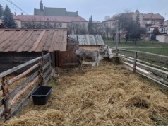 Żywa szopka w Tarnowie już otwarta