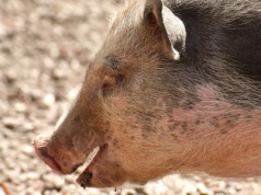 Ceny skupu tuczników i macior: spadki utrzymują się, odbicia nie widać