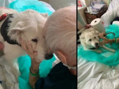 Pan Jarosław, Saba i wigilia w szpitalu w Legnicy. Poruszyli tysiące serc