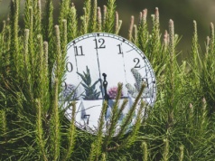 Czy natura mierzy czas dokładniej niż człowiek?