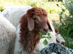 Czy Jezus nie mógł urodzić się zimą, bo grudniu w Izraelu nie wypasa się owiec?