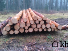 Zaskakujące przepisy: Co musisz wiedzieć, zanim zetniesz drzewo w swoim lesie!