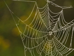 Pająk na świątecznej choince. Ta historia przyszła zapewne z Ukrainy