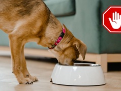 Pilne wycofanie karmy dla psów. Salmonella w produktach z Penny i Kauflandu