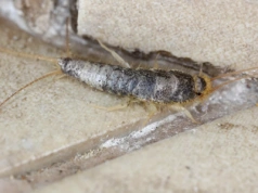 Przekrój to na pół i zostaw na noc. Rybiki już się nie zbliżą