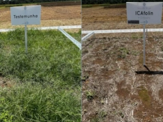 Nowy mechanizm działania herbicydów, ale póki co w Brazylii