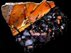 Badacze wydobyli metabolity ze szczątków liczących miliony lat. To gigantyczny przełom w badaniu skamieniałości