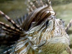 To ma być sposób na zwalczenie inwazyjnego gatunku. Ludzie go zjedzą