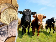 Dobrostan zwierząt 2025: te dokumenty musisz dostarczyć do ARiMR. Inaczej stracisz dopłaty